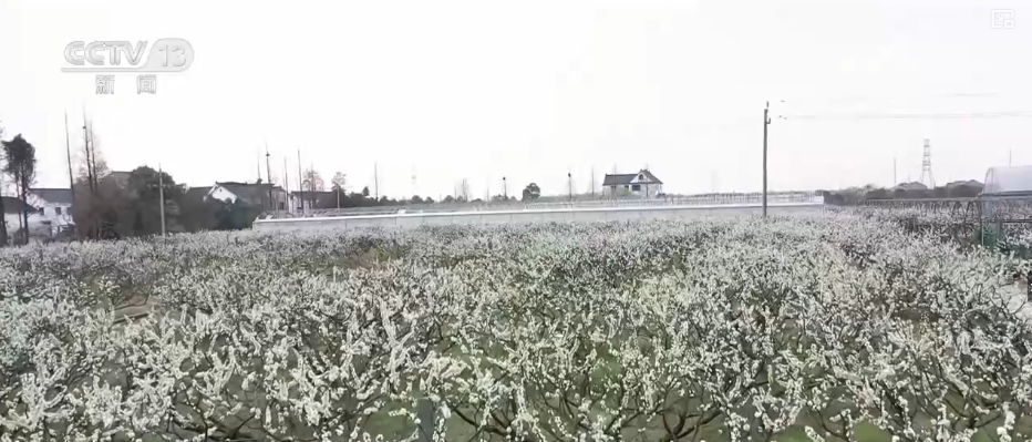 春賞花、夏榨油、秋收糧 “賞花+”扮“靚”經(jīng)濟新增長點