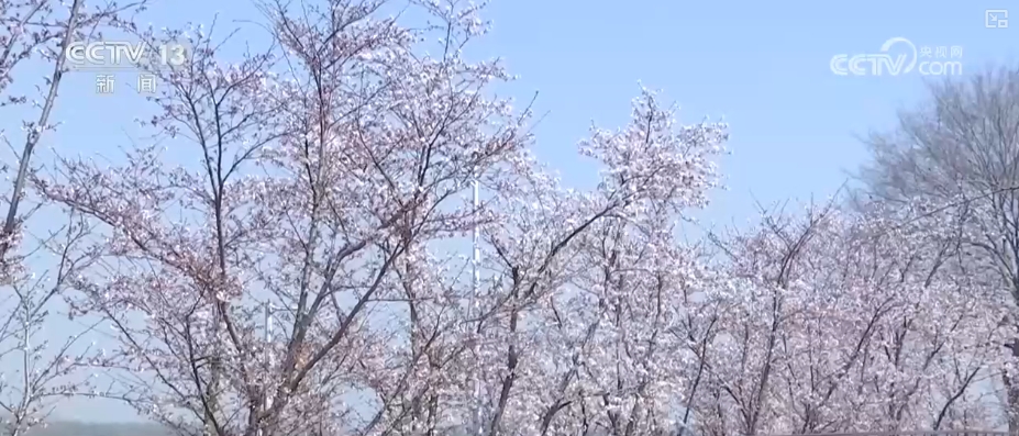 春賞花、夏榨油、秋收糧 “賞花+”扮“靚”經(jīng)濟新增長點