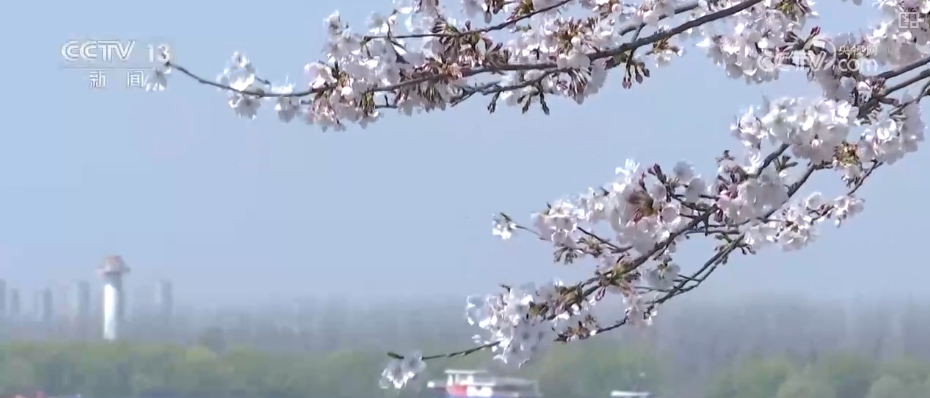 春賞花、夏榨油、秋收糧 “賞花+”扮“靚”經(jīng)濟新增長點