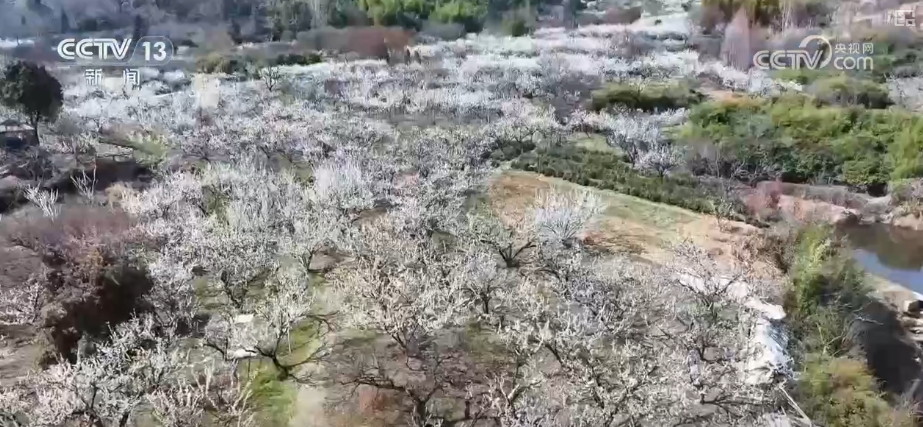 春賞花、夏榨油、秋收糧 “賞花+”扮“靚”經(jīng)濟新增長點