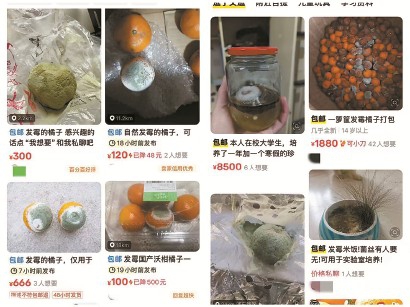 發(fā)霉橘子也能“賣出高價”，憑啥？