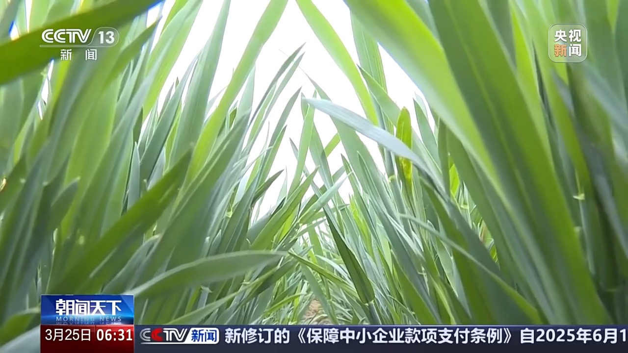 多地氣溫驟降超20℃ 這是“倒春寒”嗎？專家分析