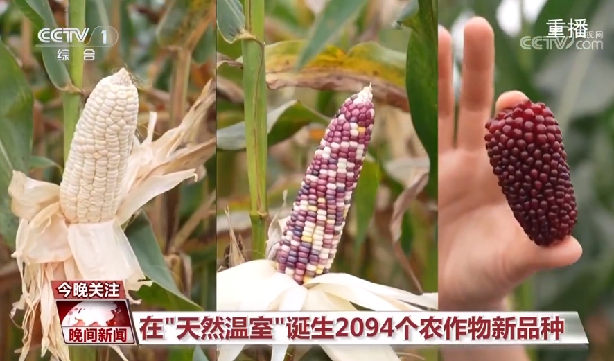 黑紫色玉米、棕色秋葵……你見過的、沒見過的瓜果蔬菜這都有！