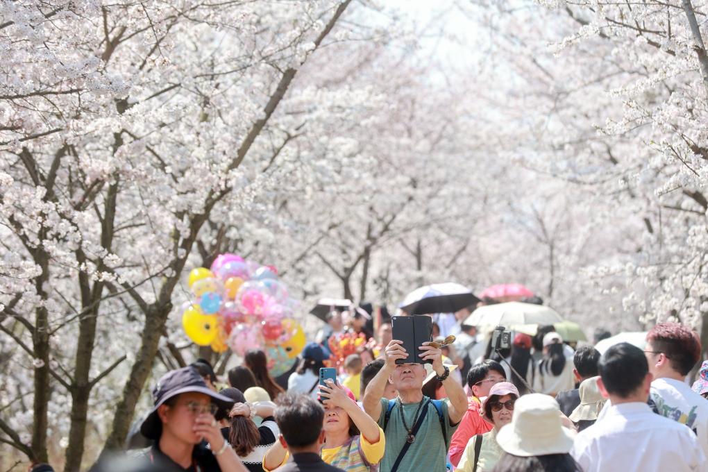 從“劇效應”到“花經(jīng)濟” 春日文旅消費市場活力滿滿