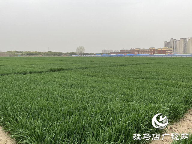 寒潮來(lái)襲小麥如何保暖？駐馬店農(nóng)科專家支招科學(xué)應(yīng)對(duì)