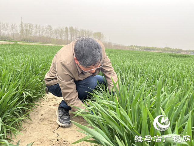 寒潮來(lái)襲小麥如何保暖？駐馬店農(nóng)科專家支招科學(xué)應(yīng)對(duì)
