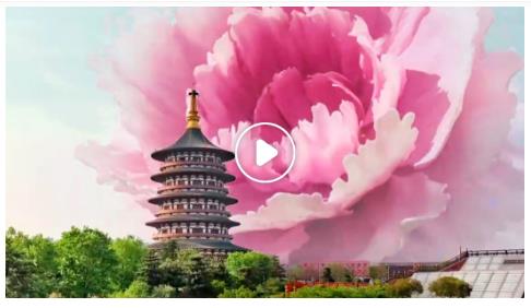 第42屆中國洛陽牡丹文化節(jié)【沉浸賞花篇】