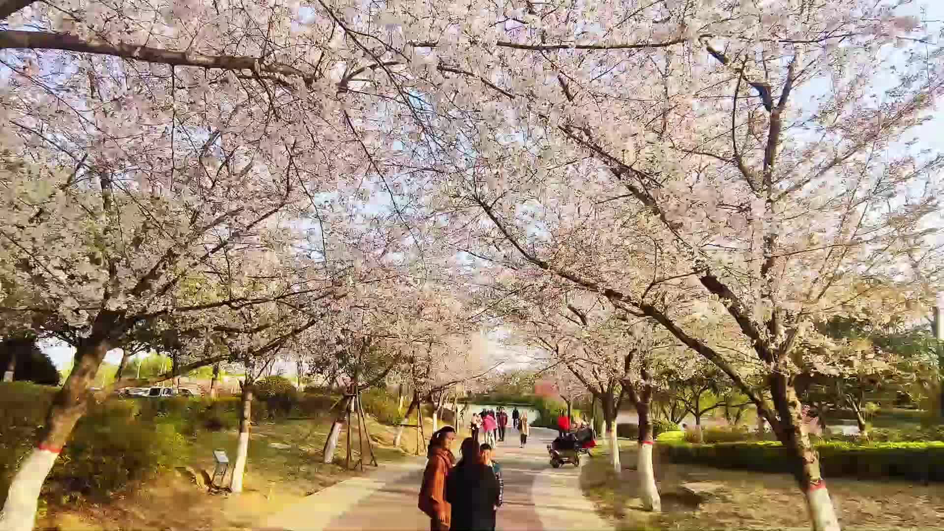 【大美天中】櫻花盛開春意濃 游人如織采風(fēng)忙
