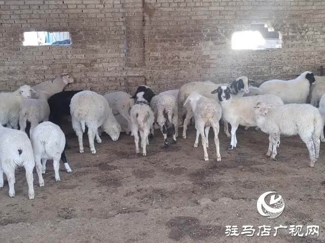 駐馬店市動物防疫檢疫中心發(fā)布4月份動物預(yù)警預(yù)報