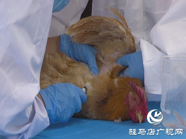 駐馬店市動物防疫檢疫中心發(fā)布4月份動物預(yù)警預(yù)報