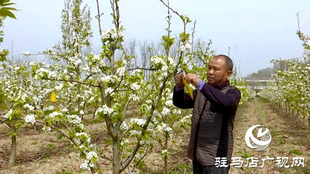 正陽(yáng)縣：果樹(shù)管理正當(dāng)時(shí)?繪就鄉(xiāng)村好“豐”景