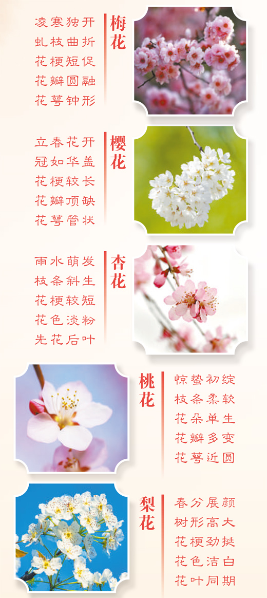 春天里的這些花，如何分辨？