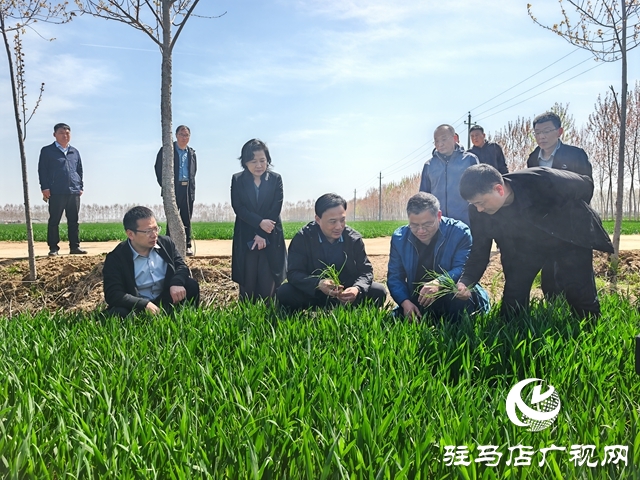  西平縣委書記侯公濤調(diào)研水利項(xiàng)目建設(shè)、麥田管理等重點(diǎn)工作