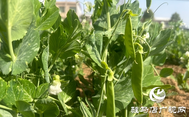 泌陽(yáng)縣郭集鎮(zhèn)：小豌豆撬動(dòng)大產(chǎn)業(yè) 特色種植賦能鄉(xiāng)村振興