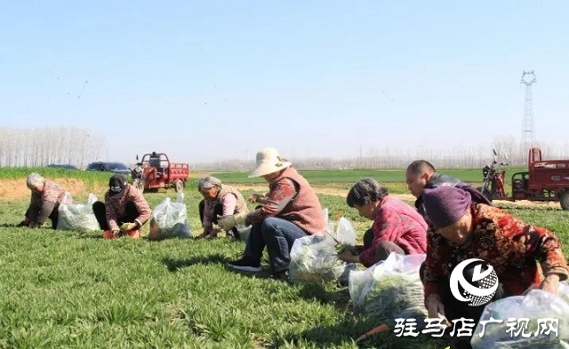 新蔡縣：野菜經(jīng)濟蒸出新“錢”景 傳統(tǒng)蒸菜香飄全國餐桌