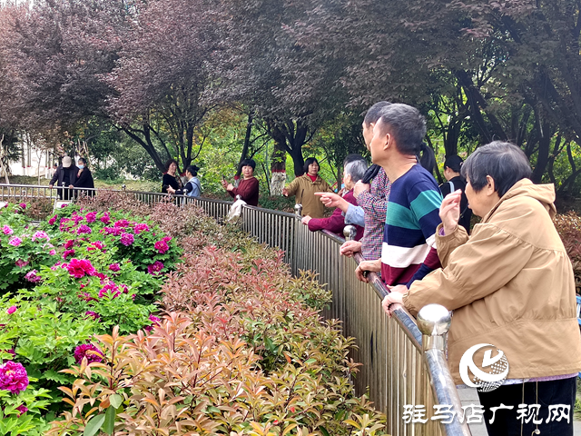 駐馬店南海公園1000多株牡丹迎來(lái)盛花期