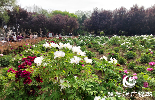 駐馬店南海公園1000多株牡丹迎來(lái)盛花期