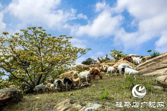 泌陽縣：人間四月芳菲盡 桐花似雪染春山