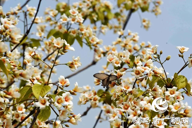 泌陽縣：人間四月芳菲盡 桐花似雪染春山
