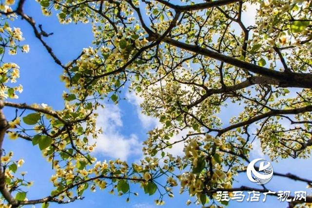 泌陽縣：人間四月芳菲盡 桐花似雪染春山