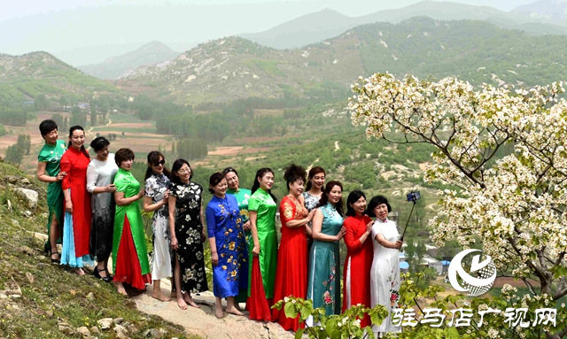 泌陽縣：人間四月芳菲盡 桐花似雪染春山