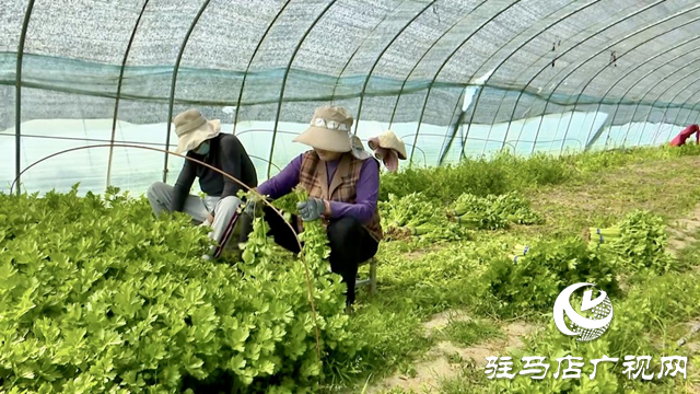 正陽(yáng)縣新阮店鄉(xiāng)萬(wàn)馬村：有機(jī)果蔬種植激活鄉(xiāng)村振興“新引擎”