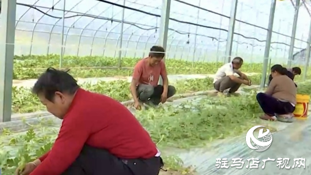 正陽(yáng)縣新阮店鄉(xiāng)萬(wàn)馬村：有機(jī)果蔬種植激活鄉(xiāng)村振興“新引擎”