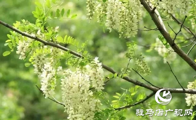 泌陽(yáng)老鷹山：四季美如油畫