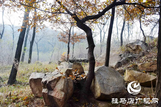 泌陽(yáng)老鷹山：四季美如油畫