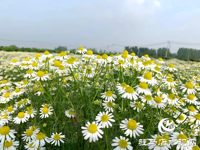 泌陽(yáng)縣王店鎮(zhèn)第九屆“芳香游”即將啟幕 千畝花海邀客共赴春日盛宴