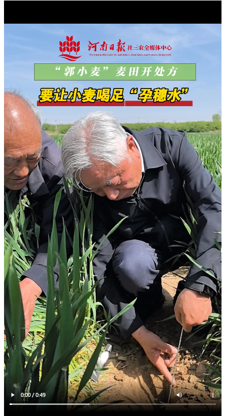 “郭小麥”麥田開處方：讓小麥喝足“孕穗水”