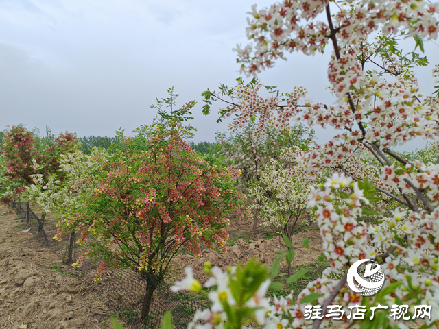 平輿縣高楊店鎮(zhèn)：黨建“雙提升”解鎖產業(yè)振興密碼  