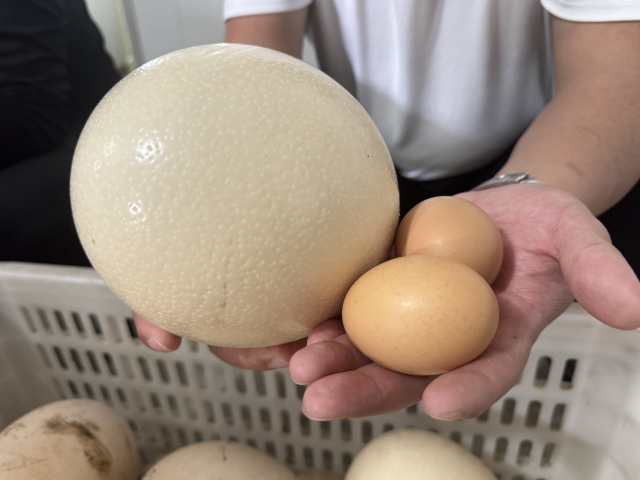 鴕鳥養(yǎng)殖：特色產(chǎn)業(yè)助振興
