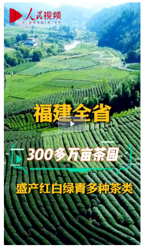 何以中國｜習(xí)近平的閩茶緣