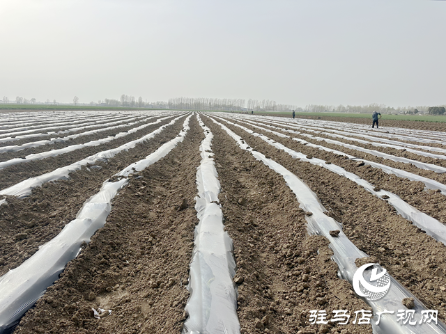 泌陽縣高質(zhì)量完成4.05萬畝煙葉大田移栽