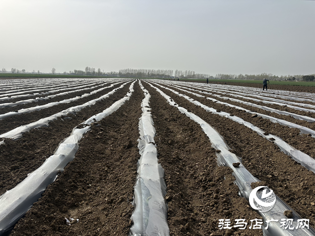 泌陽(yáng)縣圓滿(mǎn)完成2025年度煙葉大田移栽工作
