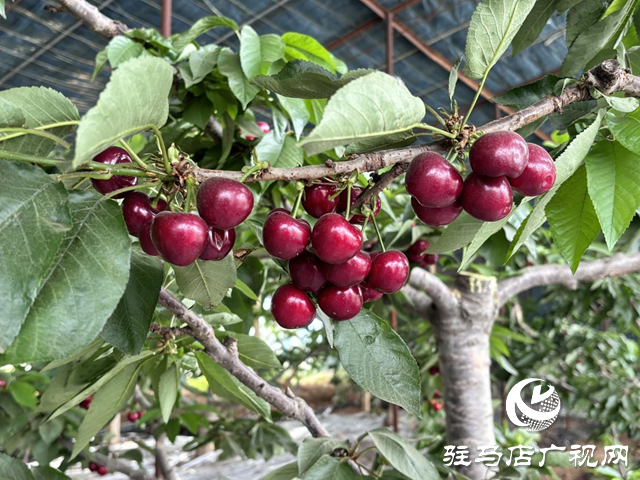 驛城區(qū)蟻蜂鎮(zhèn)：顆顆車?yán)遄庸泔h滿園