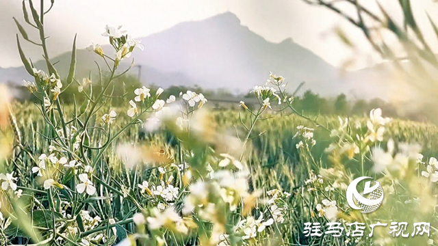 駐馬店市驛城區(qū)：蘿卜花海繪就共富新景 一村一品綻放鄉(xiāng)村振興活力