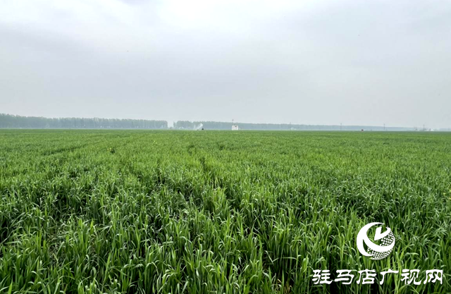 上蔡新農(nóng)人林卡：黑小麥磨出金色未來 打造綠色產(chǎn)業(yè)鏈助農(nóng)奔小康