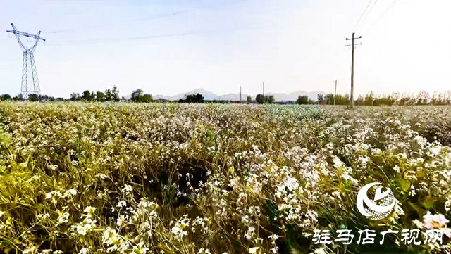 駐馬店市驛城區(qū)：蘿卜花海繪就共富新景 一村一品綻放鄉(xiāng)村振興活力