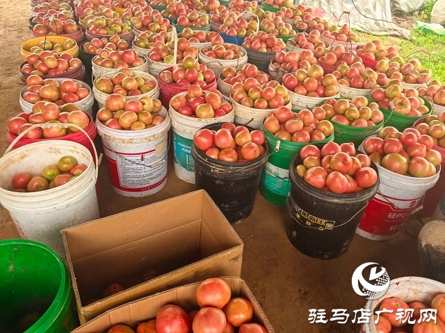 新蔡縣頓崗鄉(xiāng)：人大代表心系群眾，沙瓤番茄鋪就致富路