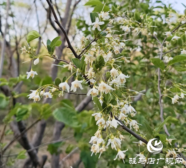 確山縣兩部門(mén)聯(lián)合發(fā)布“野茉莉群司法保護(hù)令”