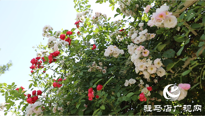 初夏：描繪時(shí)光的溫柔畫卷