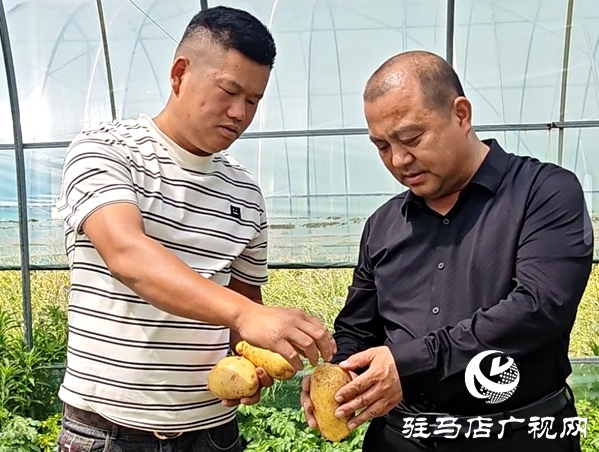 平輿縣辛店鄉(xiāng)黃寨村：春土豆迎來豐收季 助農(nóng)增收添“薯”光