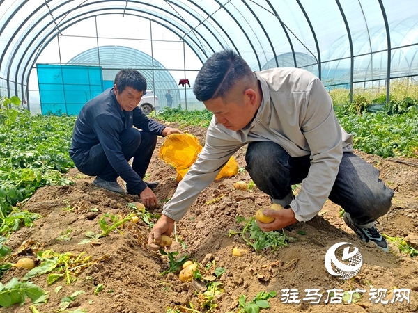 平輿縣辛店鄉(xiāng)黃寨村：春土豆迎來豐收季 助農(nóng)增收添“薯”光