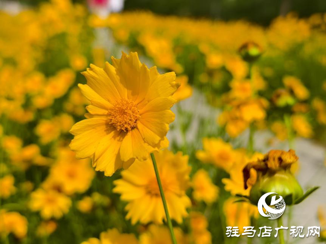 駐馬店練江河畔：金菊怒放 金色花海醉游人