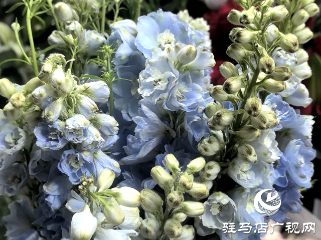 駐馬店：母親節(jié)鮮花市場火爆 溫馨花語傳遞感恩情