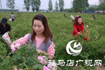 正陽(yáng)：玫瑰采摘正當(dāng)時(shí) 千畝花海引客來(lái)