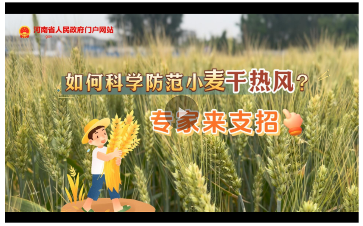 訪談丨如何科學(xué)防范小麥“干熱風(fēng)”？專家來(lái)支招→