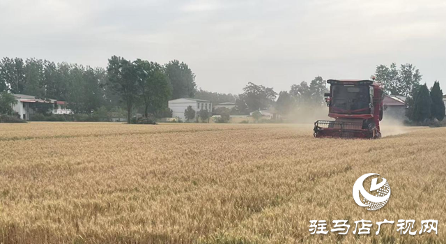 驛城區(qū)朱古洞鄉(xiāng)：搶抓農(nóng)時(shí)忙 “三夏”生產(chǎn)繪豐景